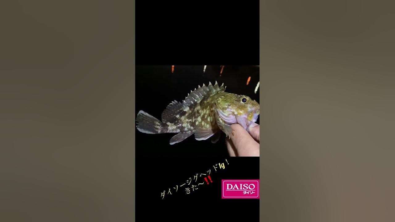 ダイソー釣具 Daisoジグヘッド1gで 良型カサゴ ライトゲーム Shorts Youtube