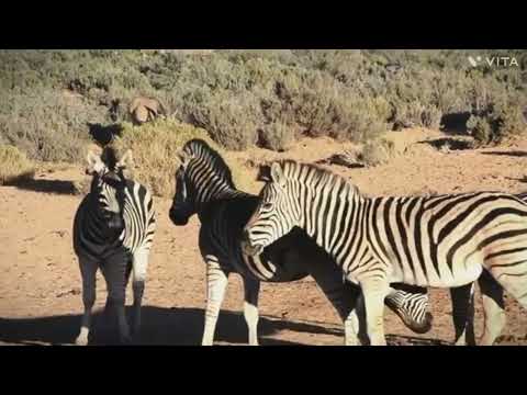 Excellent zebra mating first time | Zebra mating