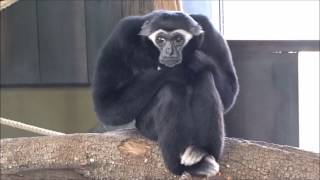 The Pileated Gibbon (Hylobates pileatus) by Fabi Avventura 815 views 7 years ago 39 seconds