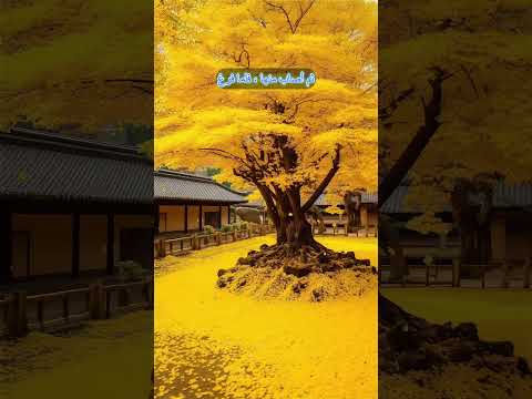 قصة صبر أبو طلحة وفقدان ابنه حديث 45 باب الصبر رياض الصالحين حديث