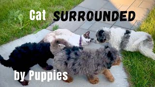 Cat Playing with Bernedoodle Puppies by Regency Doodles 373 views 10 months ago 1 minute, 19 seconds