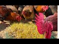 Chicken farm  how to grow corn sprouts in the sand to make chicken food