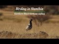 Birding in Namibia.  Northern Black Korhaan calling.