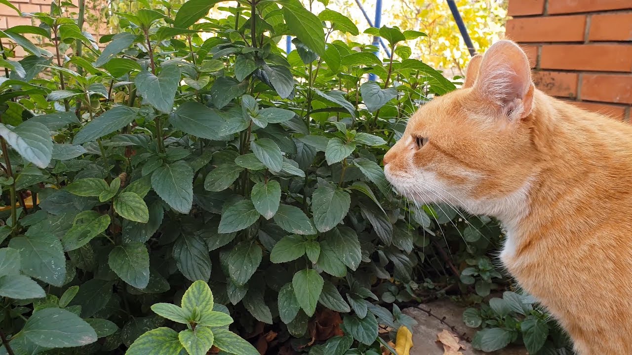 Funny Cat's Reaction to Bad Smell