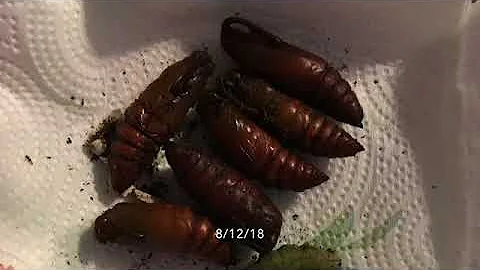 Life Cycle of a Hornworm