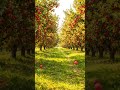 apple ki garden amazing 😍😍😍😍😍#ai #amazing #viral #apple #shorts #aivideo #nature #coolvideo