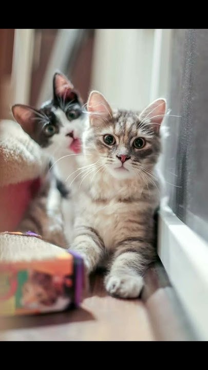 Смешные картинки с котиками