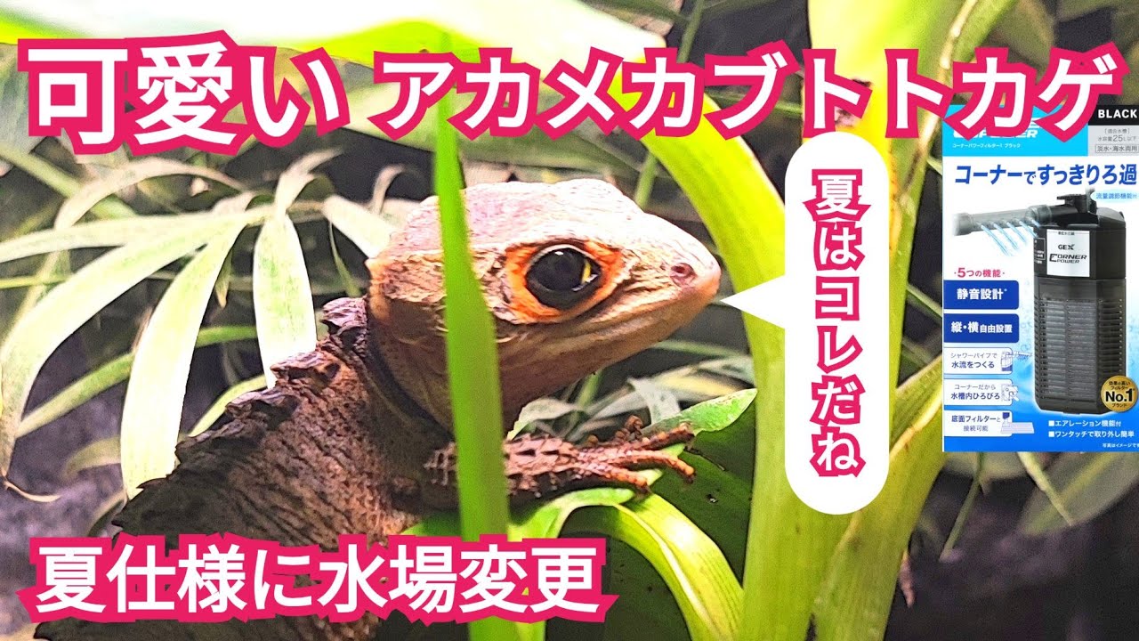 Red-eyed crocodile skink in summer mode - YouTube