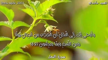 حالات واتس اب وانستكرام | تلاوة رائعة من سورة النحل | #ساجده_لله