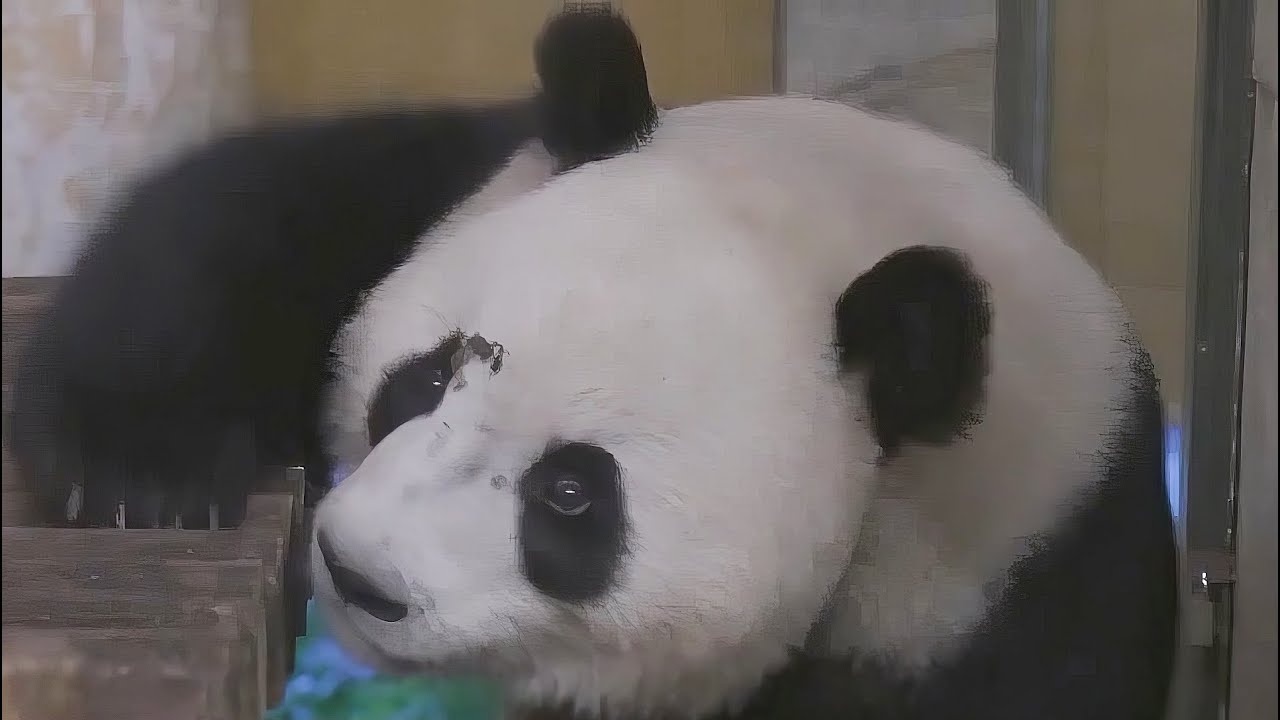 西班牙：大熊猫“金喜”“茱萸”抵达马德里动物园- YouTube