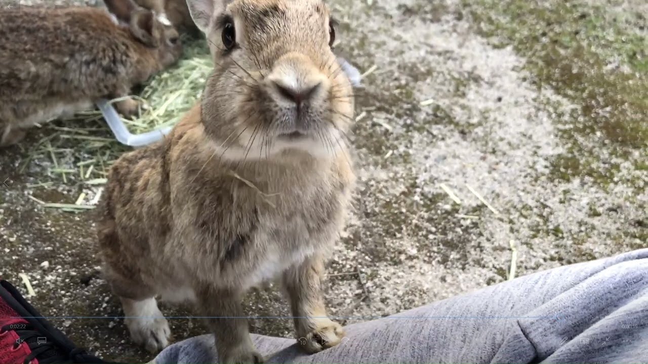 Pampered Rabbit A pampered rabbit who suddenly climbed into my lap - YouTube