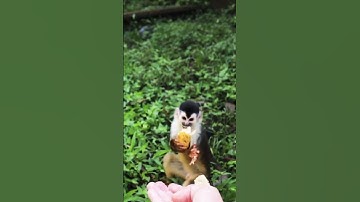 baby monkey🐒 hunting for food🍌