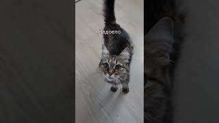 Всё Расходимся, Дусе Надоело Сниматься В Наших Видео 😸🎬😻 #Дуся #Кошка