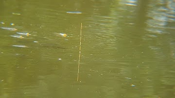 Câu cá diếc cá chép tự nhiên - Cận cảnh tín hiệu phao câu đài