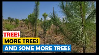 Review of our 2020 Pine and 2021 Eucalyptus and Casuarina Trees