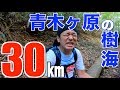 青木ヶ原の樹海を１人で抜けて富士山に登ってみた(精進口登山道)【2018山の日】埼玉の仙人