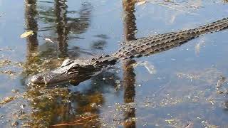 Irwin comes over to investigate a pinecone that fell in the water