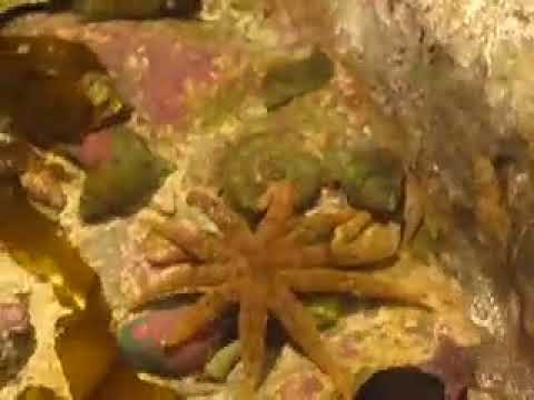 starfish vs scallop