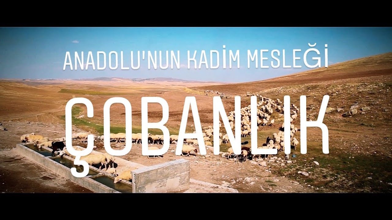 Anadolu'nun Kadim Mesleği: Çobanlık (ÇOBAN BELGESELİ)