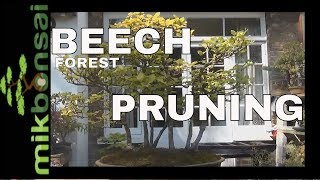 Bonsai Beech Forest Pruning and Branch Reduction | Creation of a Beech Bonsai Forest | mikbonsai