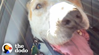 Dog Who Lived In A Shelter Since 2015 Goes Home For The First Time | The Dodo