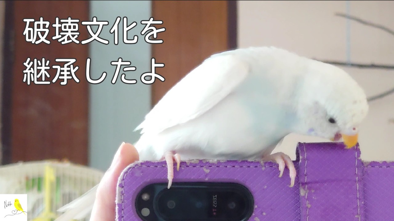 破壊文化を継承したよ