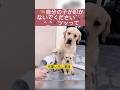 子供守りたいわんちゃん　面白い　犬をいじめてしまいます。