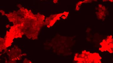 U-2 OS RFP expression 63hrs by JuLI FL