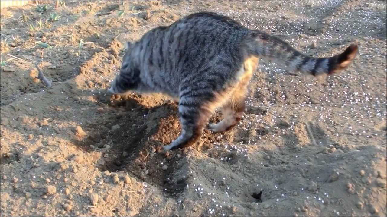 猫 砂 を かける しぐさ
