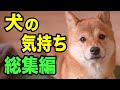 犬の気持ちを獣医師が解説します【総集編】