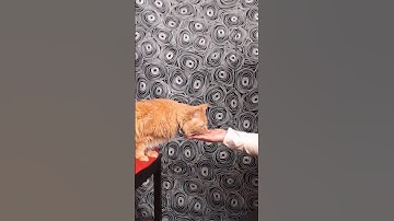 cat positive reinforcement clicker training | Cute cat training #shorts