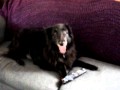 Couch Potato Dog - Gypsy hanging out on the couch