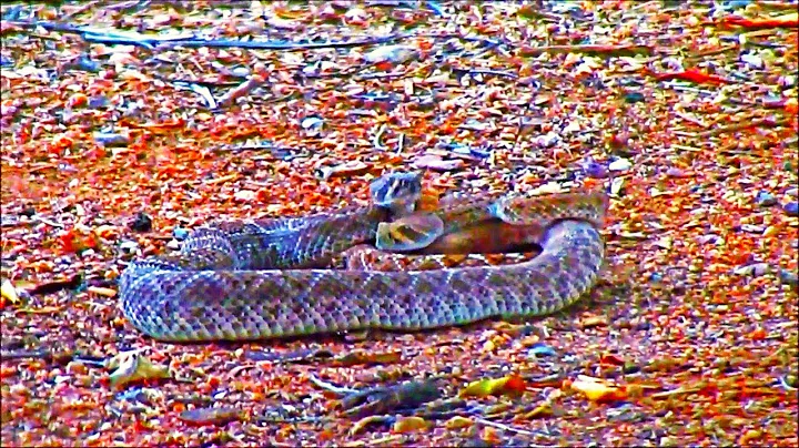 🐍 Western Diamond-back [vs] Mojave Rattlesnake || Mating [or] Battle in Saguaro National Park 🐍