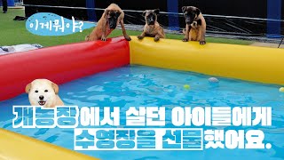 Doggies from puppy mills get a pool ✨Volunteering at a shelter✨