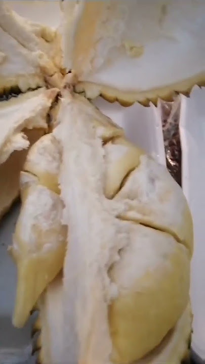 TKW HONGKONG, BELAH DUREN