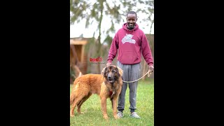 How i breed my dogs and get very good security dogs at L'amour Kennel(Dog Tv Kenya episode20)