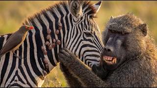 Can Baboons Help This Tick-Covered Zebra? | Wildlife ASMR screenshot 5