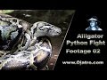 Small Alligator vs Big Python 02 Stock Footage