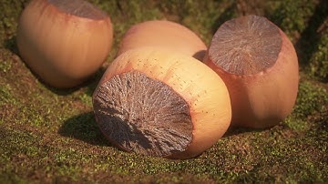 Hazelnuts in the wood (Blender / LuxCore)