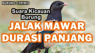 Suara Kicauan Burung Jalak Mawar, Jalak Papua Durasi Panjang Cocok Buat Masteran