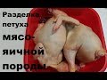 Разделка петуха. Потрошение кур мясо-яичных пород