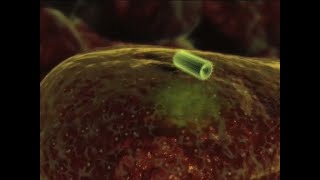 ssRNA: Lyssavirus (Rabies) Replication Cycle