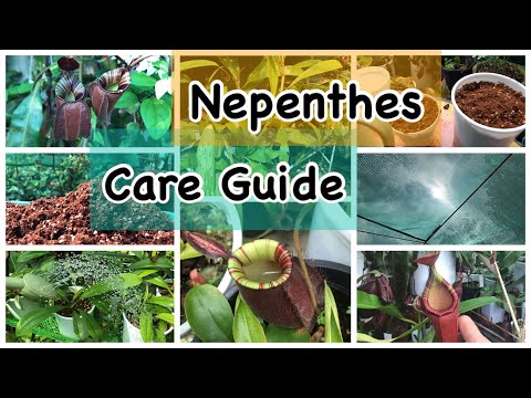 Video: Pitcher Plant Pruning - Kailan At Paano Magpupugut ng Pitcher Plant