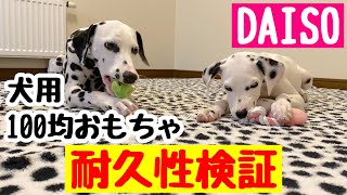 【検証】犬用１００均（ダイソー）のおもちゃ耐久性を検証。全１０種類のおもちゃの行方は？？#ダルメシアン#100均のわんちゃん用おもちゃを検証#子犬