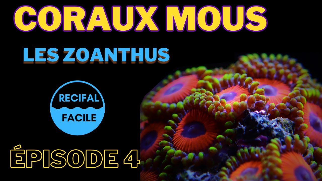 Coraux Mous: Episode 4 - Les Zoanthus