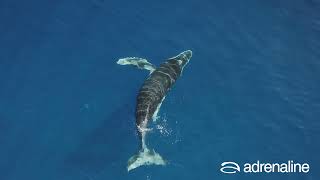 Whale Watch Tour Boston, 4 Hours