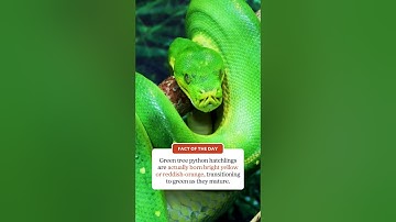 Green tree python facts!