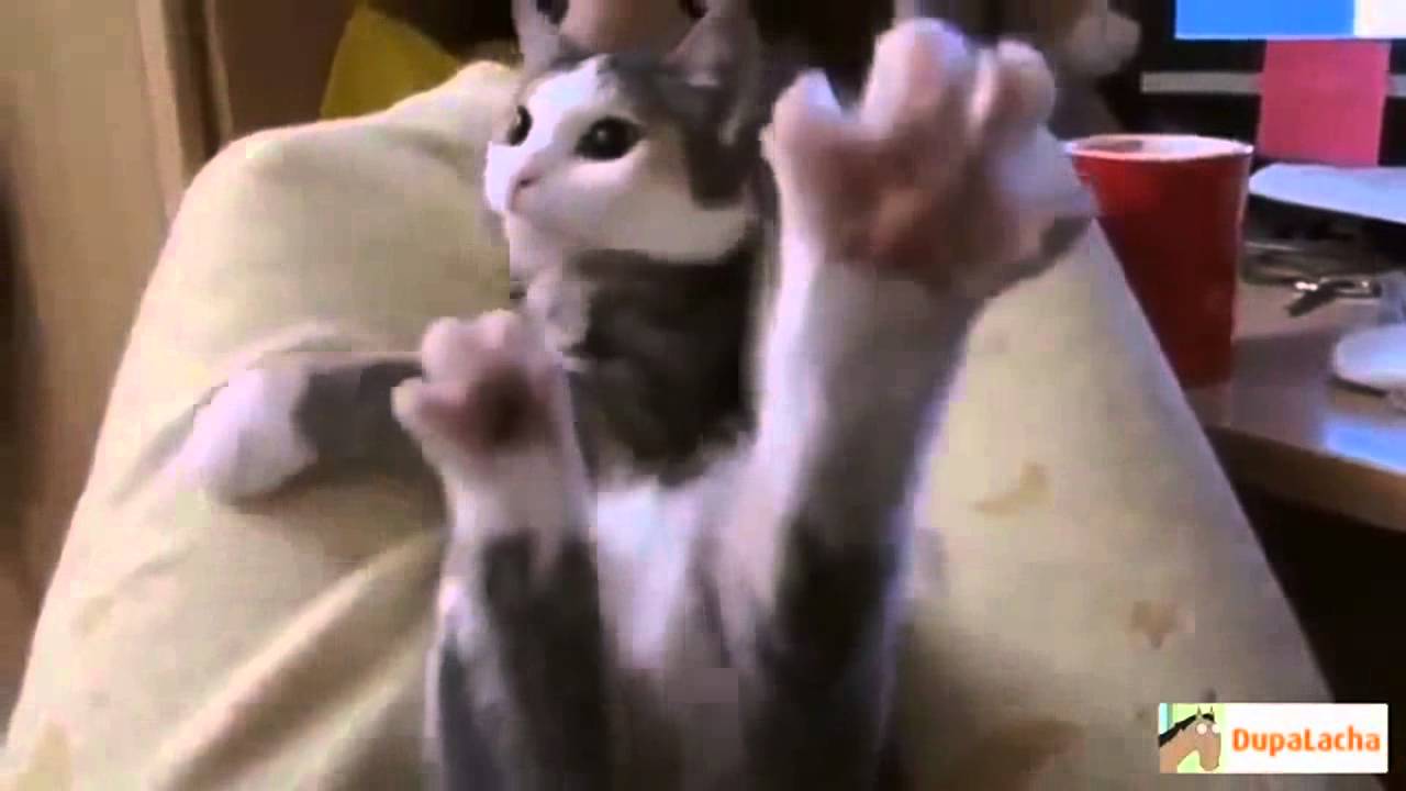 Funny compilation 2014