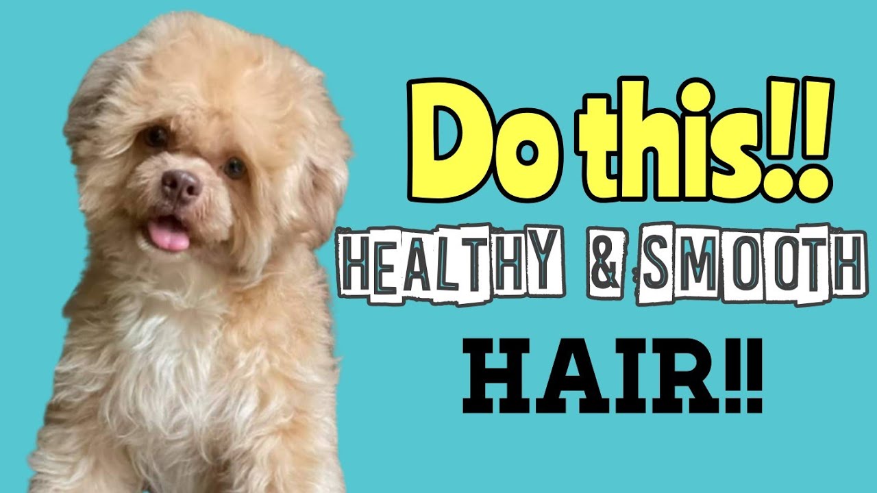 DO THIS! to make your shih tzu hair grow healthy & faster YouTube