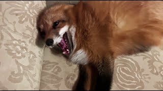 Alice the fox. The fox snaps and does not leave the sofa.